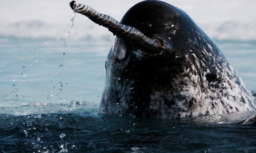 The Unicorn of the Sea