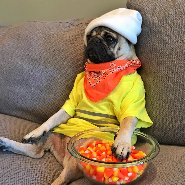 Your 8 Favorite Dogs with More Instagram Followers Than You Get into the Halloween Spirit