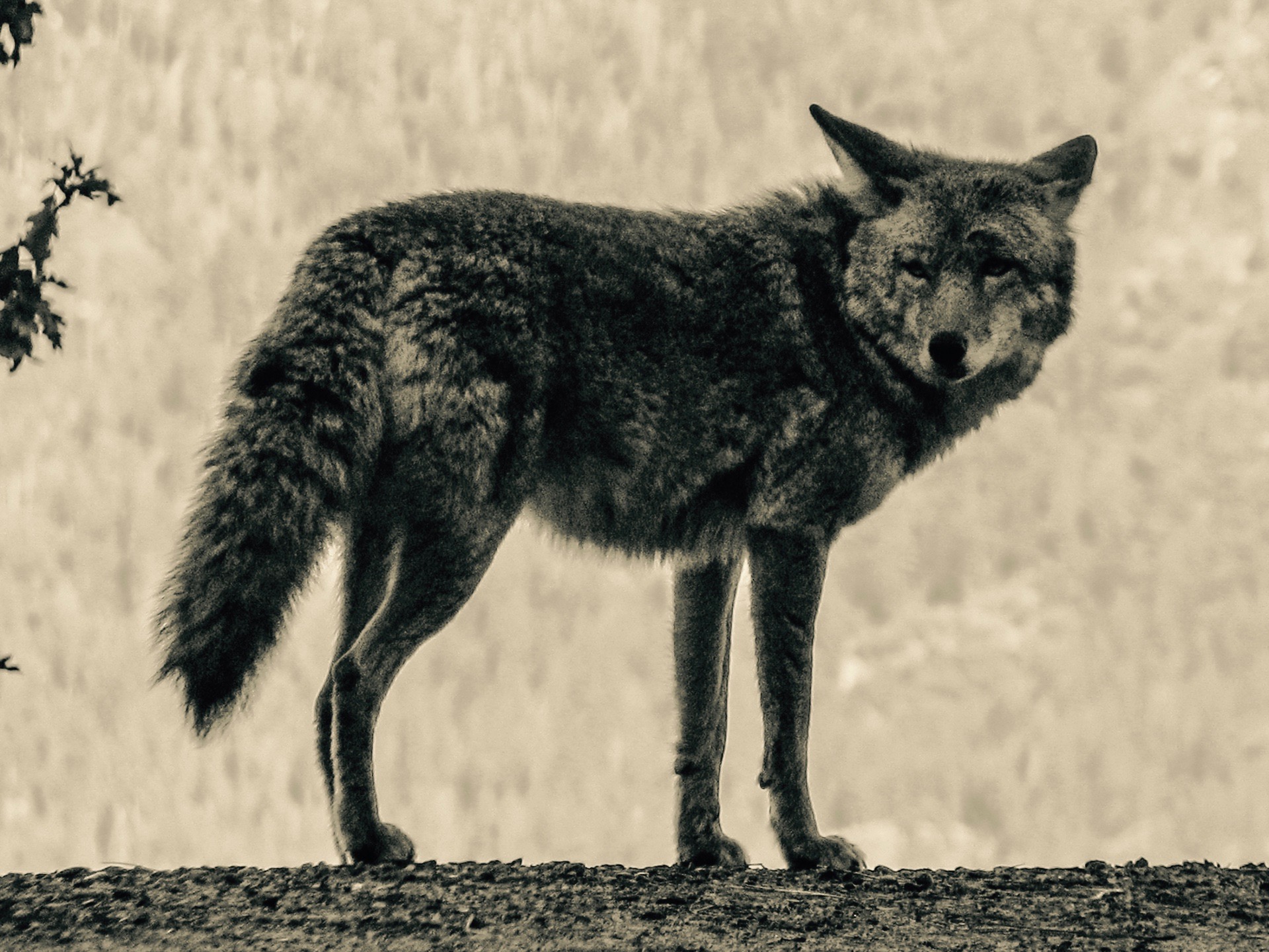 Discovering Yosemite: the War