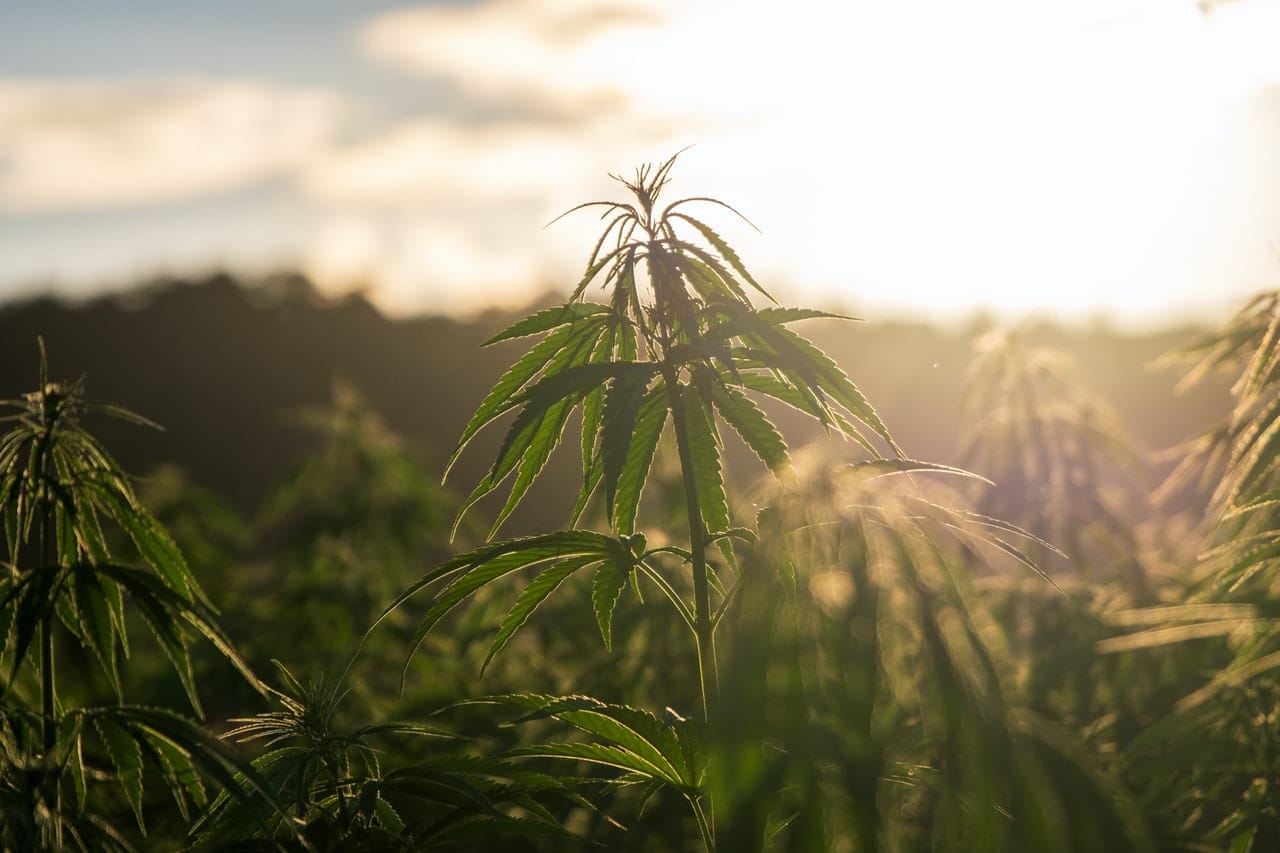 How the Economy Can Benefit from Marijuana Legalization